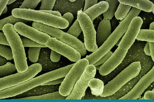 Bakteria Analysis